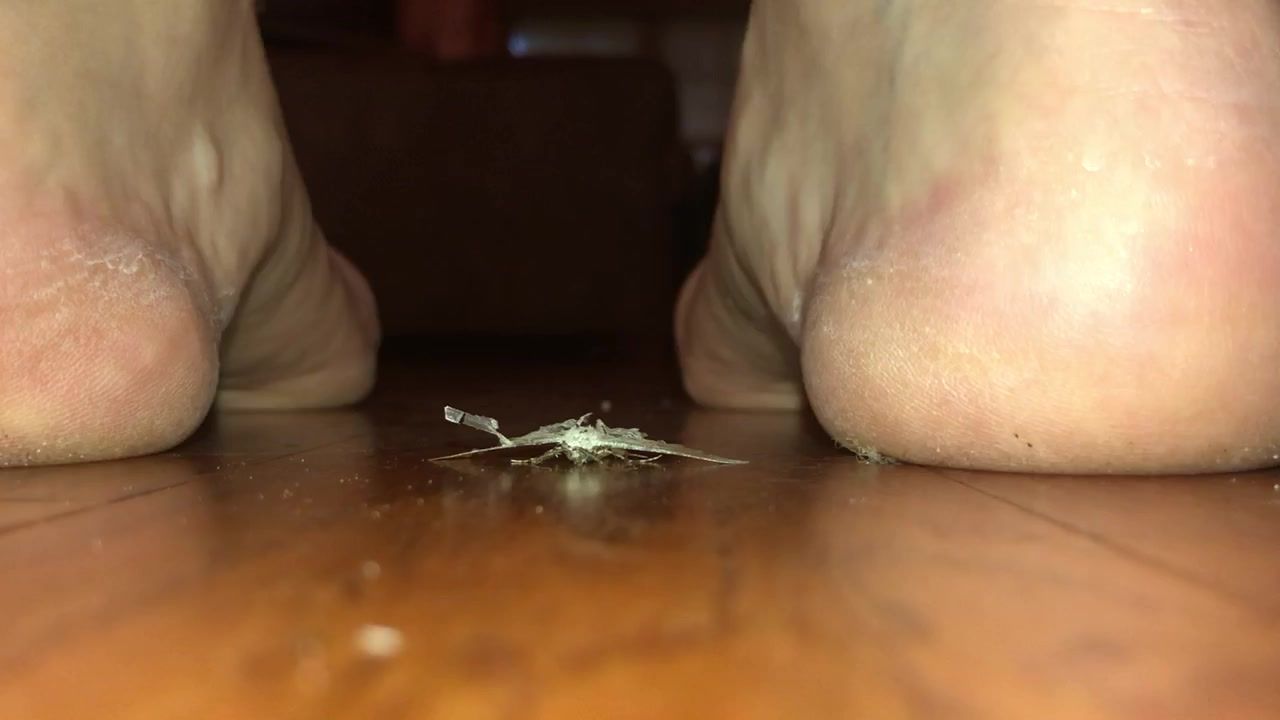 best of Barefoot crush bug