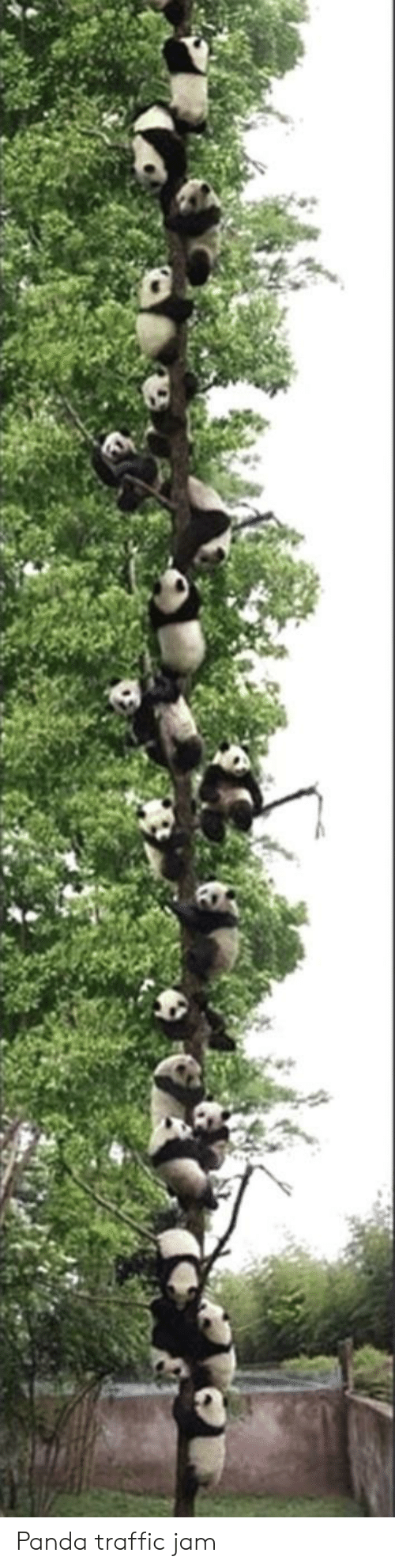 Gner panda official pics