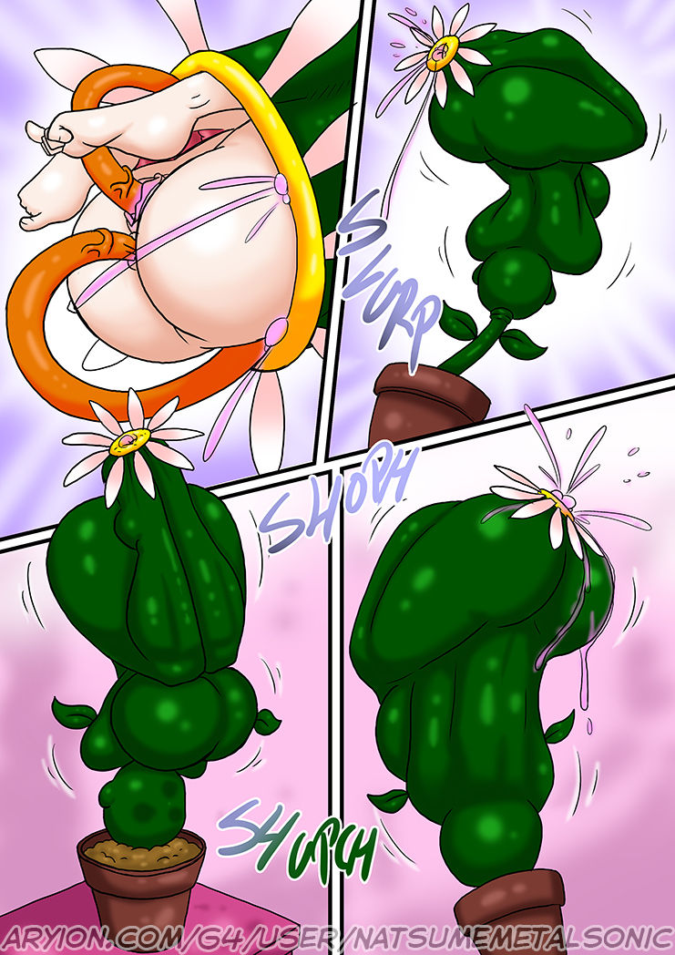 The P. recomended flower vore